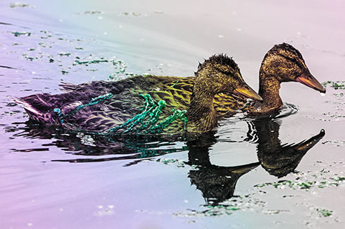 Algae Coated Female Mallard Ducks Swimming In Unison (Rainbow Tint Photo)