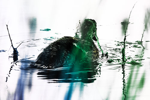 Algae Covered Loch Ness Mallard Monster Duck (Rainbow Tint Photo)
