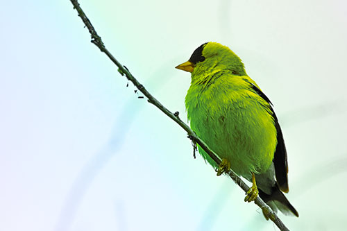 American Goldfinch Perched Along Slanted Branch (Rainbow Tint)