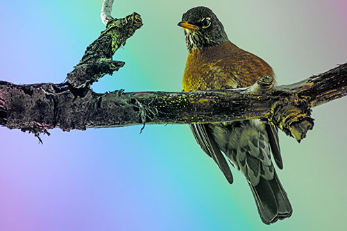 American Robin Perched Along Thick Decomposing Tree Branch (Rainbow Tint Photo)