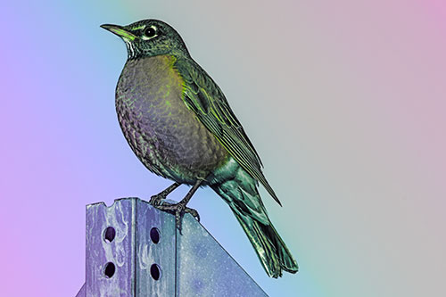 American Robin Perched Atop Metal Sign (Rainbow Tint Photo)