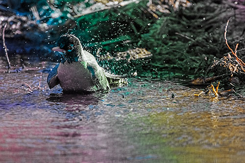 American Robin Splashing River Water (Rainbow Tint Photo)