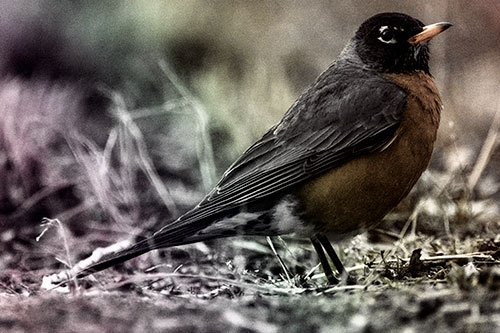 American Robin Standing Strong Among Dead Leaves (Rainbow Tint Photo)