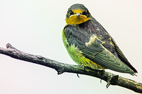 Angry Barn Swallow Looking Backwards (Rainbow Tint)