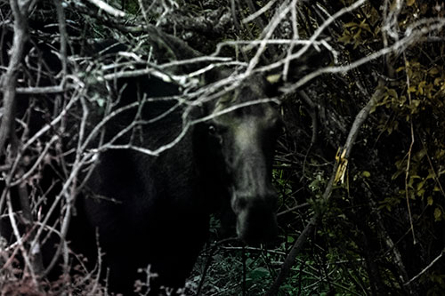 Angry Faced Moose Behind Tree Branches (Rainbow Tint Photo)