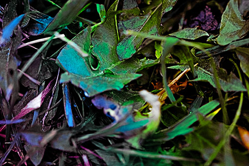 Angry Rotting Triangular Leaf Face (Rainbow Tint)
