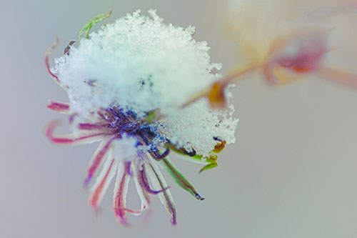 Angry Snow Faced Aster Screaming Among Cold (Rainbow Tint Photo)