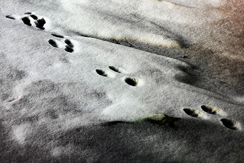 Animal Snow Footprint Trail (Rainbow Tint Photo)