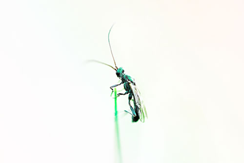 Ant Clinging Atop Piece Of Grass (Rainbow Tint Photo)