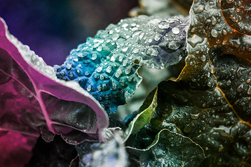 Arching Leaf Water Droplets (Rainbow Tint Photo)
