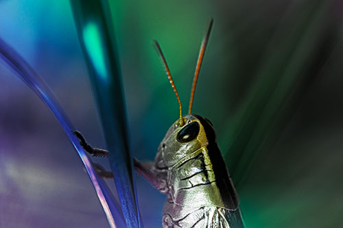 Arm Resting Grasshopper Watches Surroundings (Rainbow Tint Photo)