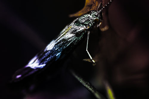 Arm Resting Leaf Blotch Miner Moth (Rainbow Tint Photo)