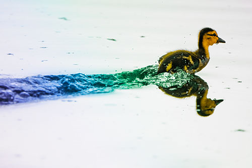 Baby Mallard Duckling Running Across Lake Water (Rainbow Tint Photo)