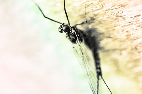 Back Bending Big Eyed Mayfly Resting (Rainbow Tint Photo)