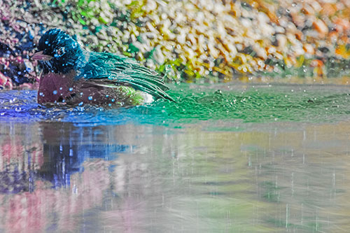 Bathing American Robin Splashing Water Along Shoreline (Rainbow Tint Photo)