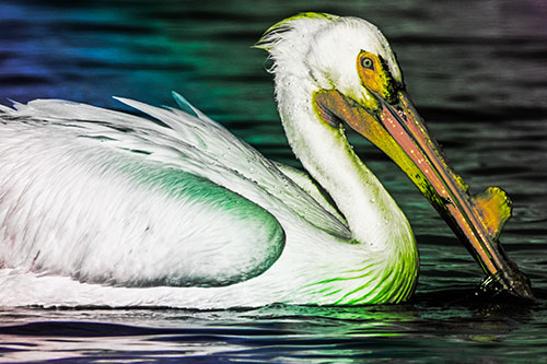 Beak Dipping Pelican Eying Across Lake Water (Rainbow Tint)
