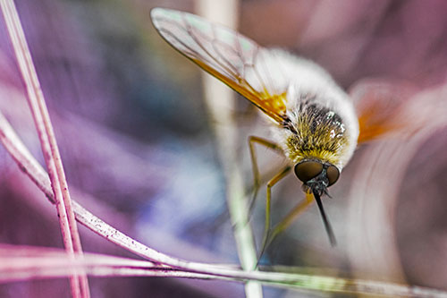 Bee Fly Balances Atop Dried Grass Blades (Rainbow Tint)