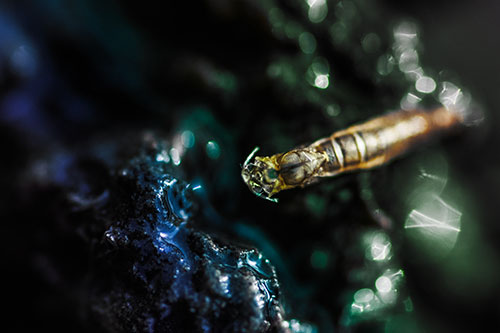 Bent Antenna Larva Slithering Across Soaked Rock (Rainbow Tint Photo)