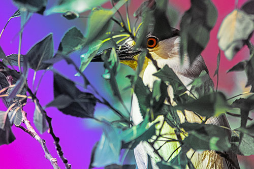 Black Crowned Night Heron Keeping Watch Among Leaves (Rainbow Tint)