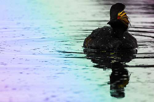 Black Necked Eared Grebe Floating Atop Lake (Rainbow Tint)