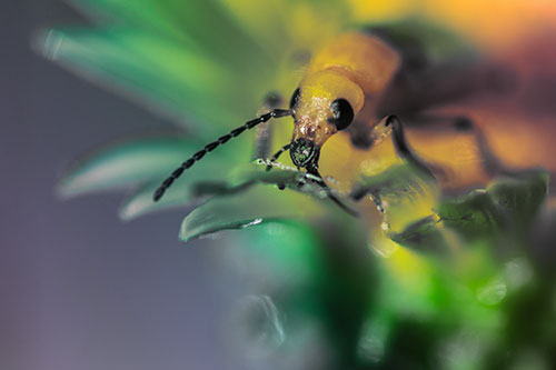 Blister Beetle Feasts Atop Gumplant Flower (Rainbow Tint)