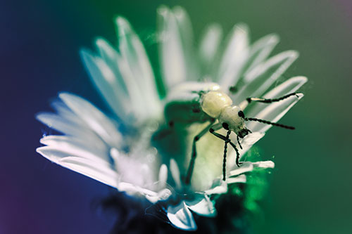 Blister Beetle Guards Gumplant Flower (Rainbow Tint)