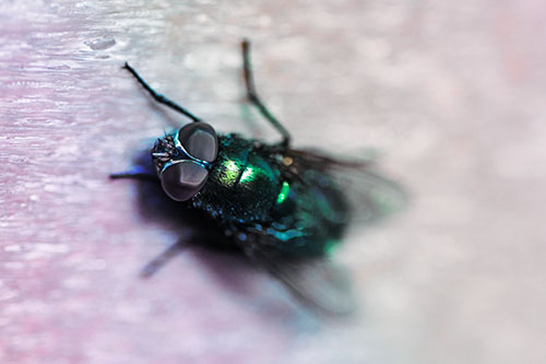 Blow Fly Spread Vertically (Rainbow Tint Photo)
