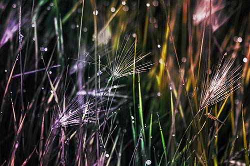 Blurry Water Droplets Clamp Onto Reed Grass (Rainbow Tint Photo)