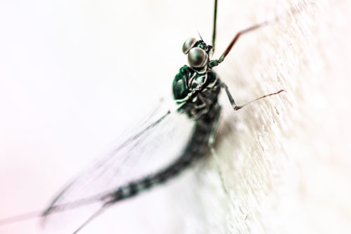 Body Bending Mayfly Resting Vertically (Rainbow Tint Photo)