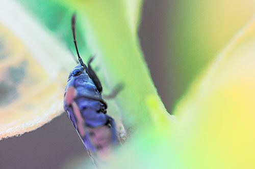 Boxelder Beetle Crawling Up Plant Stem (Rainbow Tint Photo)