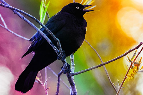Brewers Blackbird Chirping Atop Sloping Branch (Rainbow Tint Photo)