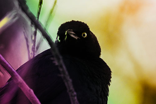 Brewers Blackbird Keeping Watch (Rainbow Tint Photo)