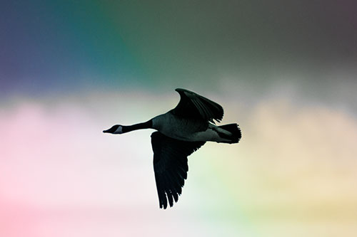 Canadian Goose Flying Among Sunrise (Rainbow Tint Photo)