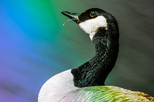 Canadian Goose Munches Single Grass Blade (Rainbow Tint)