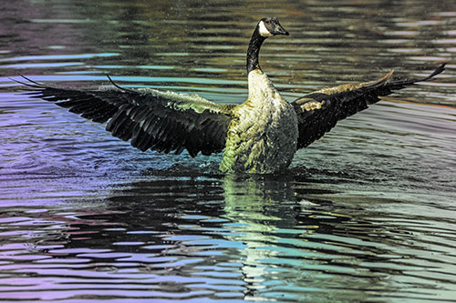 Canadian Goose Spreads Wings Among Lake Top (Rainbow Tint)