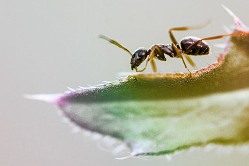 Carpenter Ant Crawls Across Spiky Thistle Leaf (Rainbow Tint)