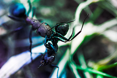 Carpenter Ant Uses Mandible Grips To Haul Dead Corpse (Rainbow Tint Photo)