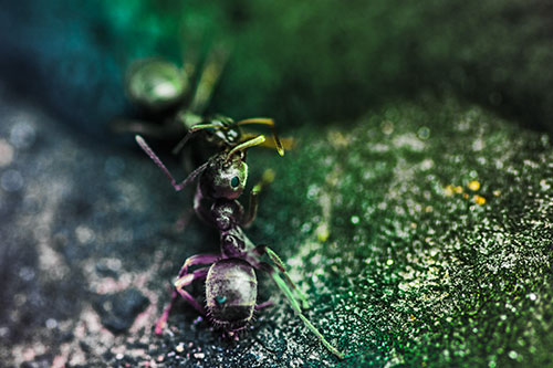 Carpenter Ants Battling Over Territory (Rainbow Tint Photo)