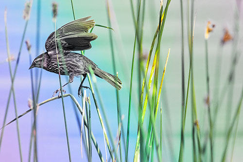 Cattail Jumping Female Red Winged Blackbird (Rainbow Tint)