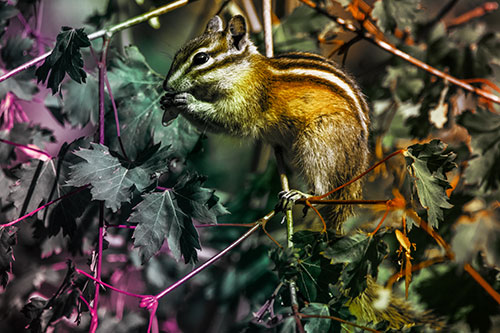 Chipmunk Feasting On Tree Branches (Rainbow Tint)