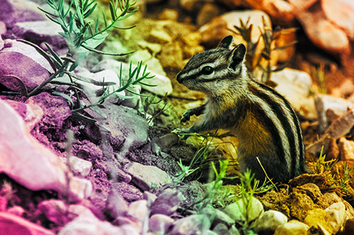 Chipmunk Ripping Plant Stem From Dirt (Rainbow Tint Photo)