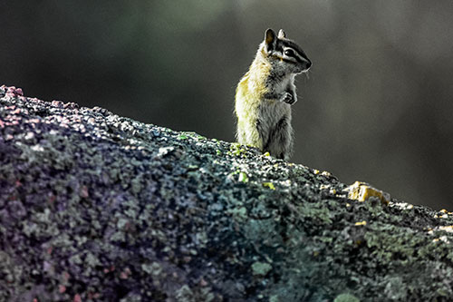 Chipmunk Standing Atop Sloping Fungi Rock (Rainbow Tint Photo)