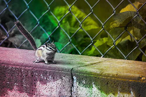 Chipmunk Walking Along Wet Concrete Wall (Rainbow Tint Photo)