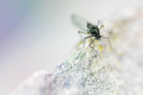 Chironomid Midge Fly Standing Along Rock Edge (Rainbow Tint Photo)