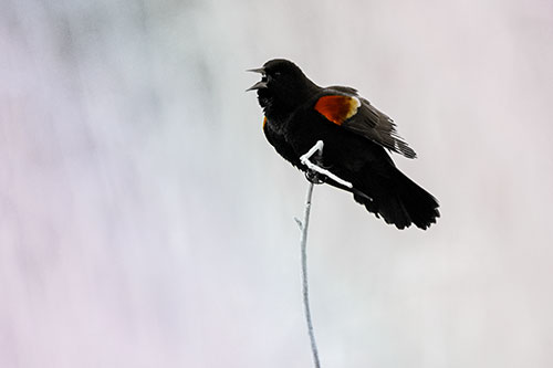 Chirping Red Winged Blackbird Atop Snowy Branch (Rainbow Tint Photo)