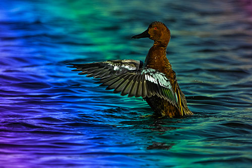Cinnamon Teal Duck Flaps Wings Among Lake (Rainbow Tint)