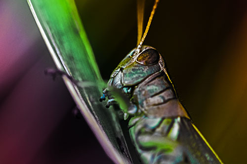 Climbing Grasshopper Crawls Upward (Rainbow Tint Photo)