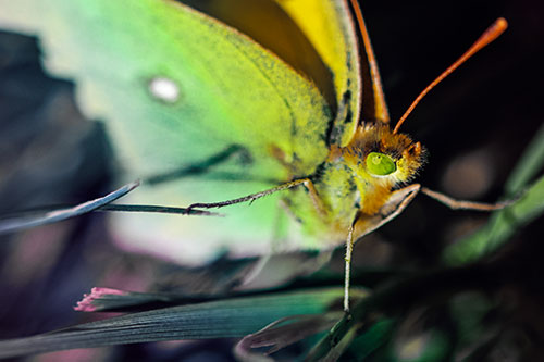 Cloudless Sulphur Butterfly Taking Stance (Rainbow Tint)