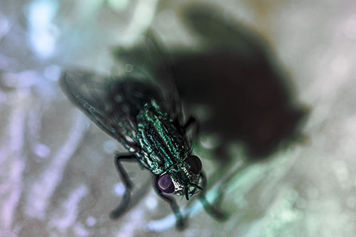 Cluster Fly Casting Shadow Among Sunlight (Rainbow Tint Photo)