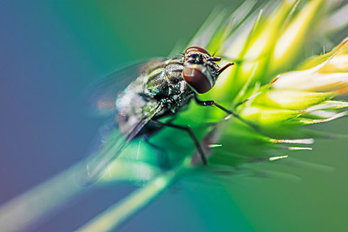 Cluster Fly Rests Atop Grass Blade (Rainbow Tint Photo)